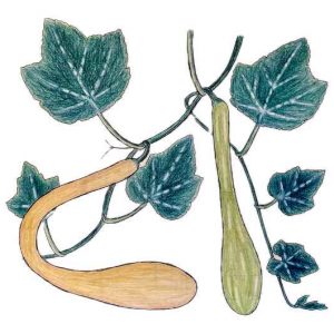 Courge Tromba d'Albenga - Semence Paysanne Reproductible bio