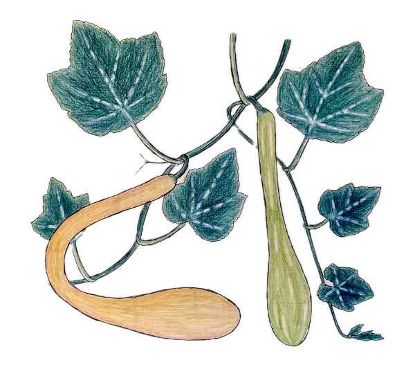 Courge Tromba d'Albenga - Semence Paysanne Reproductible bio