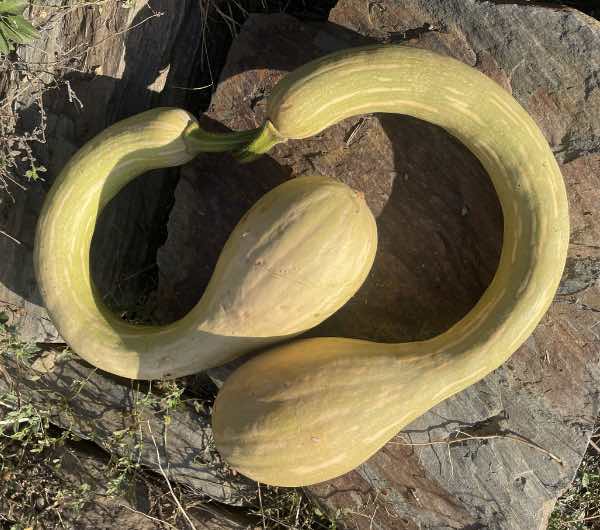 Courge Tromba d'Albenga - Semence Paysanne Reproductible bio – Image 4