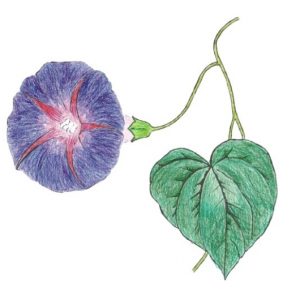 Ipomée Kniola's Black - Semence Paysanne Reproductible bio