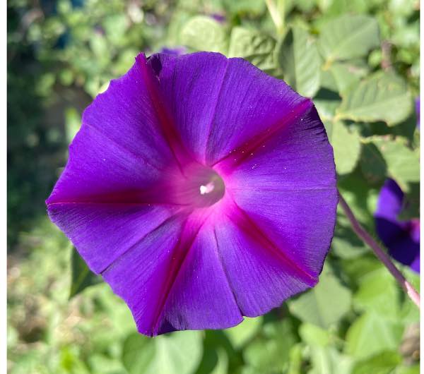 Ipomée Kniola's Black - Semence Paysanne Reproductible bio – Image 6