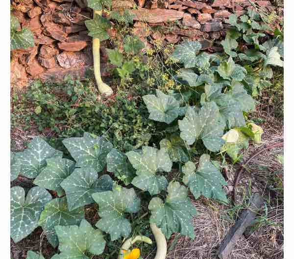 Courge Tromba d'Albenga - Semence Paysanne Reproductible bio – Image 3