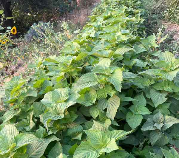 Périlla de Corée - Semence Paysanne Reproductible bio – Image 3