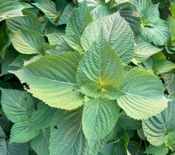 Périlla de Corée - Semence Paysanne Reproductible bio – Image 4