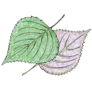 Périlla de Corée - Semence Paysanne Reproductible bio