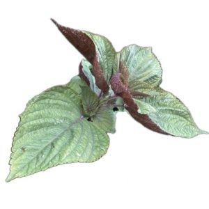 Périlla bicolore - Semence Paysanne Reproductible bio