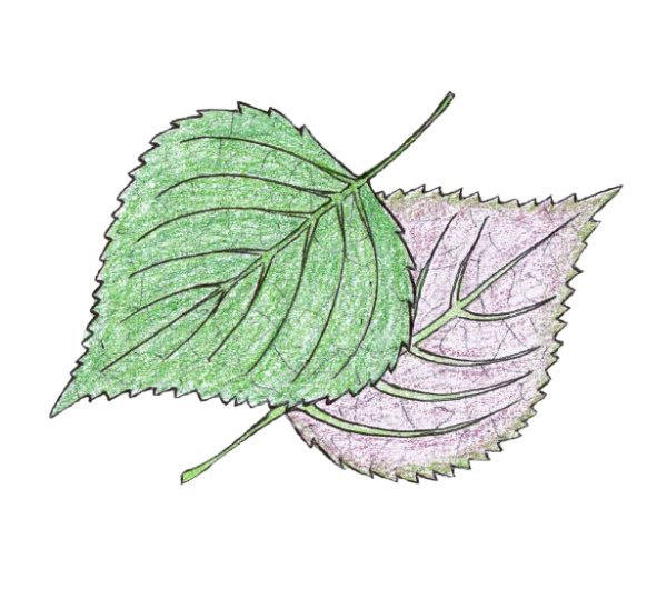 Périlla de Corée - Semence Paysanne Reproductible bio