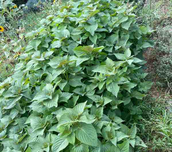 Périlla de Corée - Semence Paysanne Reproductible bio – Image 2