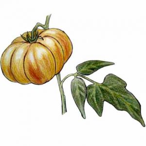 Tomate Ananas à feuille de Pomme de Terre - Semence Paysanne Reproductible bio