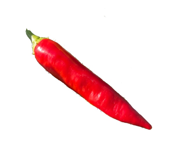 Piment Sucette de Provence - Semence Paysanne Reproductible bio