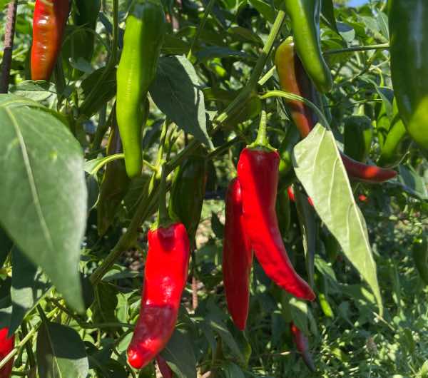 Piment Sucette de Provence - Semence Paysanne Reproductible bio – Image 3