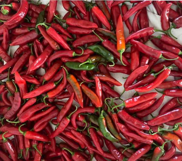 Piment Sucette de Provence - Semence Paysanne Reproductible bio – Image 5