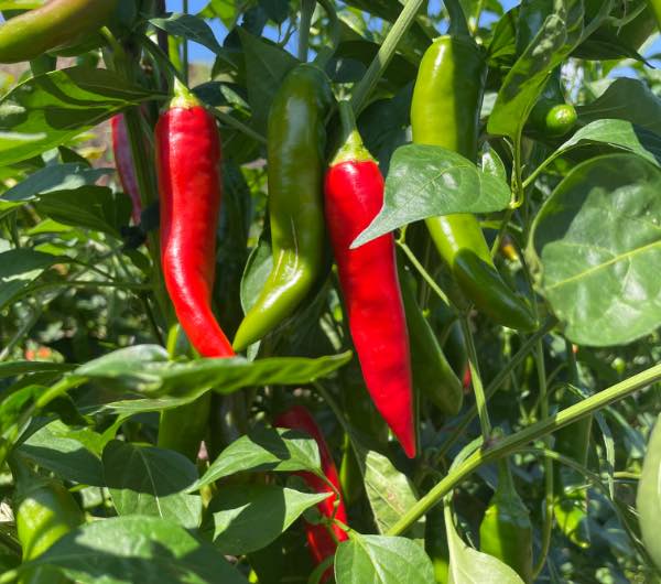 Piment Sucette de Provence - Semence Paysanne Reproductible bio – Image 4